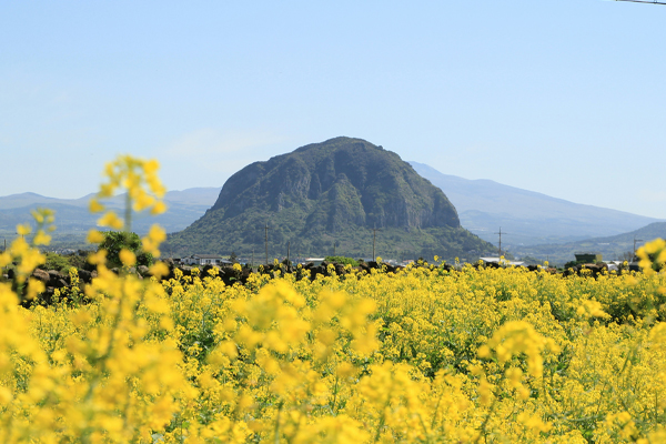 [웹투어] 2026  황금연휴 제주여행