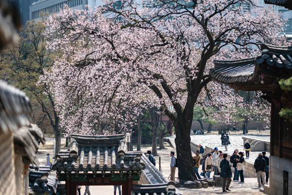 [여기어때] 봄에는 여기어때와 벚꽃 어때
