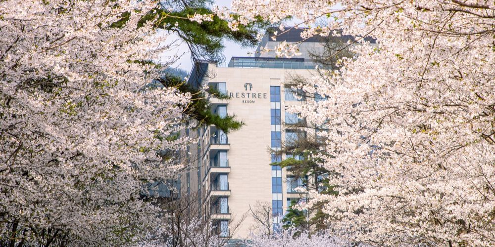 포레스트 리솜 & 레스트리.jpg